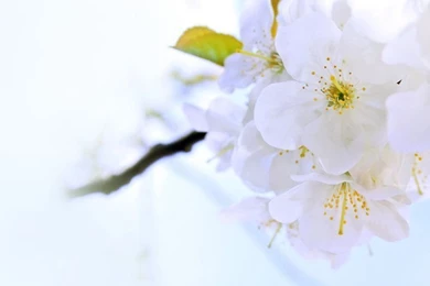 DeviantArt: More Like Bright Wallpapers Widescreen By Illusionality