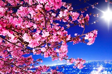 Bright_light_big_city_sakura.jpg