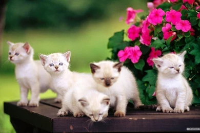 Desktop Wallpapers 1366x768