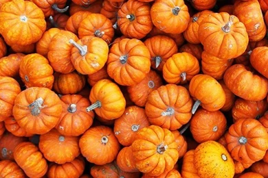 Halloween 2014 Pumpkins, Vectors, Posters, Backgrounds, Images ...