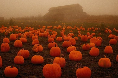 Creepy Pumpkin Field Wallpapers   Desktop Backgrounds