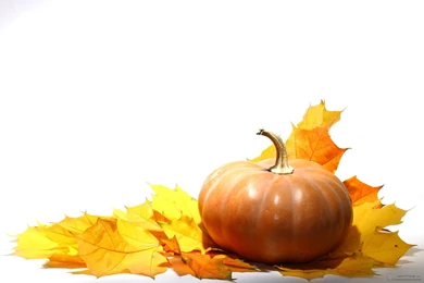 Pumpkin With Autumn Leaves No Backgrounds Photo. Image № 35463