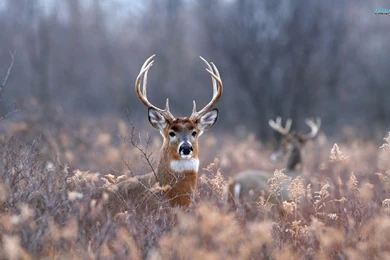 Deer Wallpapers   Animal Wallpapers