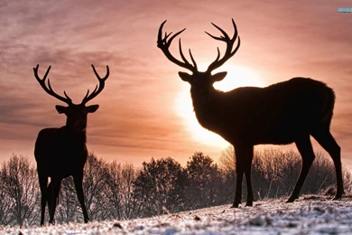 Deer Wallpapers   Animal Wallpapers