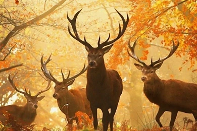 Download Wallpapers 3840x1200 Deer, Grass, Leaves, Autumn, Trees ...