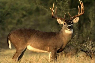 Free Deer Wallpapers   Animals Town