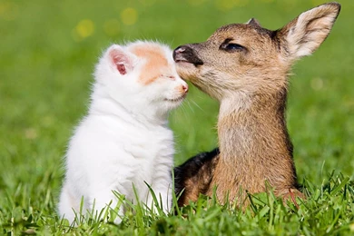 Cute Animal Kitten And Little Deer Wallpapers Desktop 22445 ...