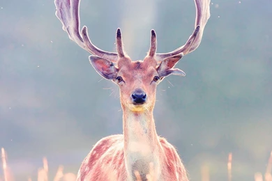 Deer Wallpapers HD