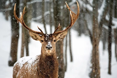 HD Quality Deer Snow Wallpapers High Resolution   SiWallpapers 24431