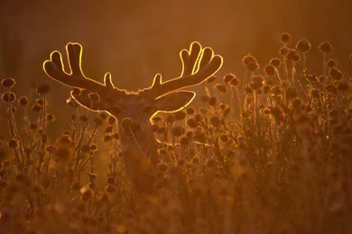 Deer Wallpapers Murals