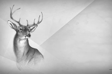 Tenlohuis Deer Wallpapers   1521154