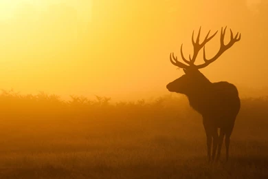 Download Wallpapers 3840x2160 Deer, Sunrise, Mist, Shadow 4K Ultra ...