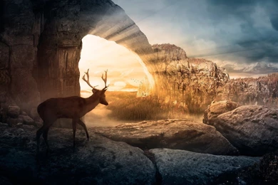 30 Mule Deer Wallpapers Pictures