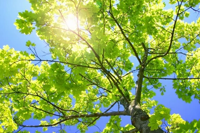 Free Laptop Wallpapers