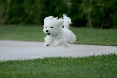 Puppy Wallpaper 4.jpg