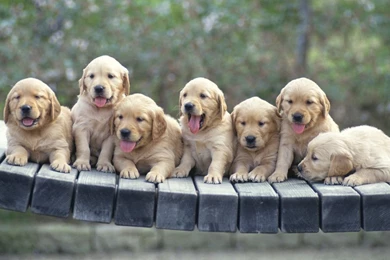 Cute Husky Puppies In Snow   Wallpaper.