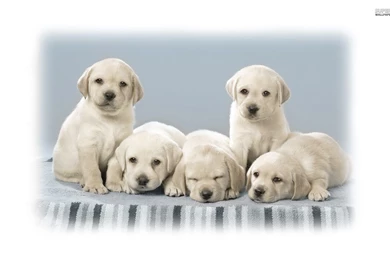 Cute Labrador Puppies Wallpapers Animal Wallpapers 25640 ...