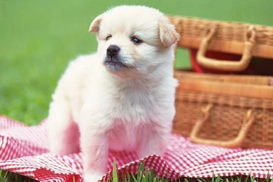 Puppy Dogs Baby Puppies Wallpapers Little Puppy Dog Wallpapers ...