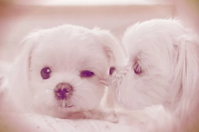 Puppie ~   Puppies Wallpapers (31599683)   Fanpop
