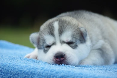 Cute Puppy