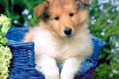 Cute Puppy   Puppies Wallpapers (13379766)   Fanpop