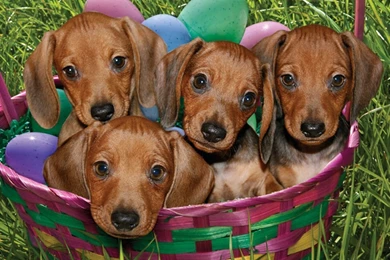 Cute Puppies Puppies Wallpapers (16094603) Fanpop