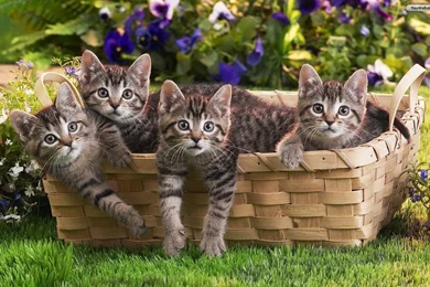 Beautiful Cat Wallpapers Widescreen Image Golden Eyes Picture