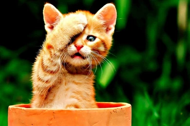 Kitten   Cats Wallpapers (34352405)   Fanpop