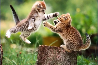 994 Animals Cat Cats Wallpapers Jpg   PowerballForLife