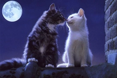 Free Cat Images Hi Res Wallpapers