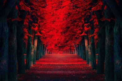 Free Download Red Leaves Covered Road Wallpaper, HQ Backgrounds ...