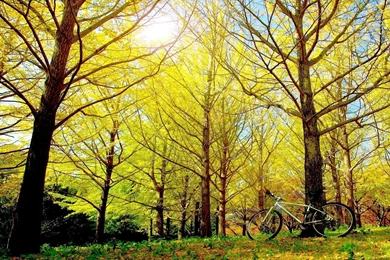 Bicycle Computer Wallpapers, Desktop Backgrounds