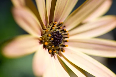 Nice Daisy HD 1080p Wallpapers