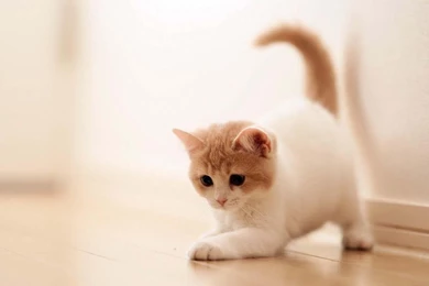 Free Cute Kitten Wallpapers