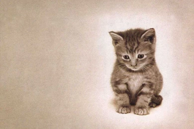 Download Wallpaper, Cute Kitten