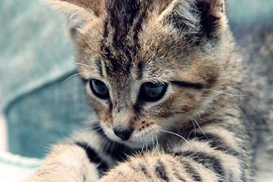 Cute Kitten   Cute Kittens Wallpapers (18565723)   Fanpop
