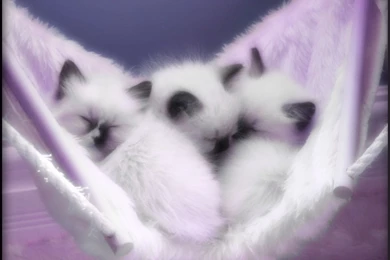 Wallpapers Cute Photos: Cute Kittens Wallpapers