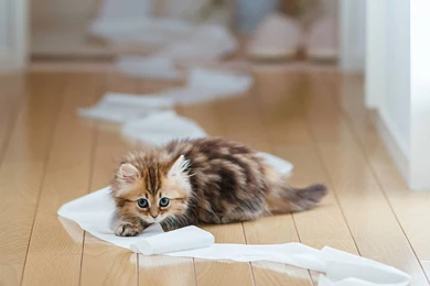 Cute Kittens Wallpapers High Definition