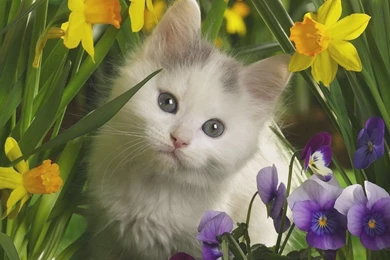 Cute Kitten Wallpapers