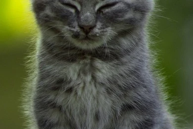 So Cute Kitten Wallpapers   123mobileWallpapers.com