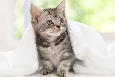 Cute Kittens Wallpapers