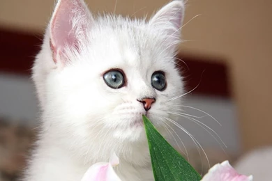 Cute Kitten   Kittens Wallpapers (16123546)   Fanpop