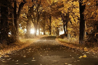 Beautiful Fall Wallpapers Hd Download PC Desktop A1582