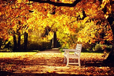 Fall Nature Wallpapers   Wallpaper.