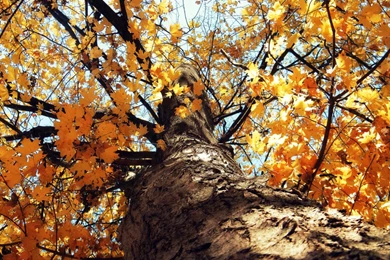 Fall Yellow Tree HD Wallpapers