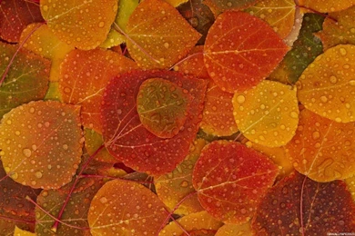 Wallpapers Fall HD Wallpapers Pretty