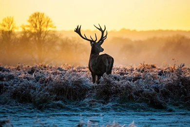 Deer HD Wallpapers Free Download   Tremendous Wallpapers