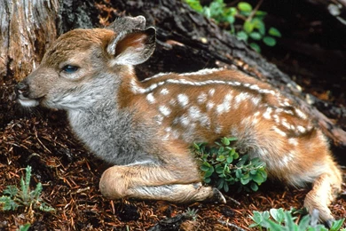 Baby deer wallpapers hd.jpg