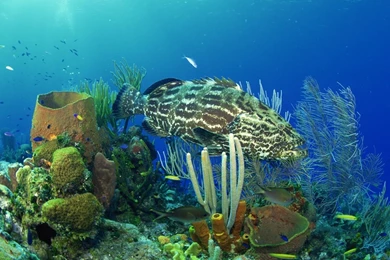 Underwater Backgrounds Wallpapers   117650