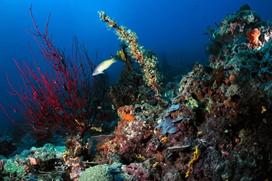 Underwater High Resolution Desktop Wallpapers, Page 6